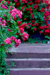 flowers in the garden