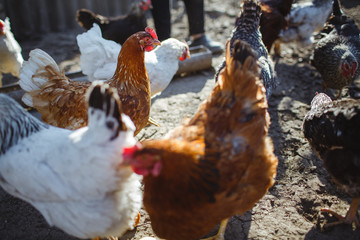 Chicken and roosters with collective farm, pets.
