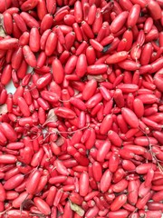 bright red fruits of barberry in daylight. autumn