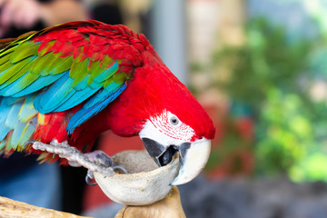 Close up of colorful scarlet macaw parrot