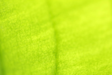 Close up of green leaves with blur background.