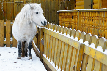 White pony on the background of a wooden fence