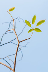 abstract floral background with leaves