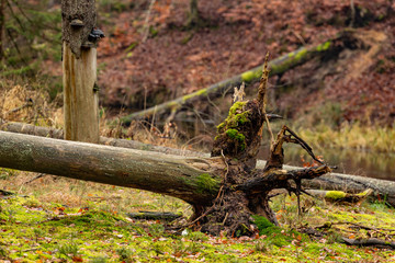 Fallen coniferous trunks. A nature reserve in Central Europe.