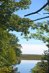 Blick durch grünende Bäume auf einen stillen See / View on the lake