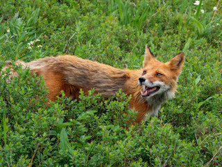 Fox