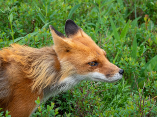 Fox