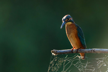 Kingfisher or Alcedo atthis perches on branch
