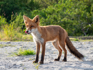 Fox