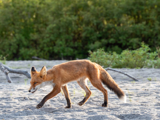 Fox