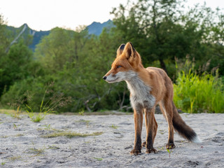 Fox
