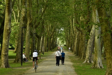 Promenade sous les arbres majestueux de la Roseraie Coloma à St-Pieter-Leeuw