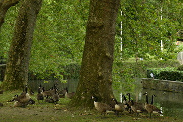 Troupeau de bernaches du Canada autour d'un arbre majestueux pr&egrave;s des douves du ch&acirc;teau Coloma &agrave; St-Pieter-Leeuw 