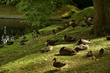 Groupe de canards géants du canada se reposant le long des douves du château Coloma à Sint-Pieter-Leeuw 