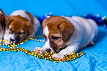 Jack Russell Terrier puppy on a sky-blue background