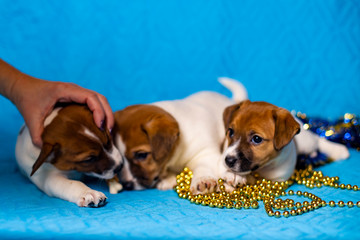 Jack Russell Terrier puppy on a sky-blue background