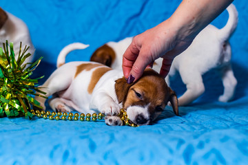 Jack Russell Terrier puppy on a sky-blue background