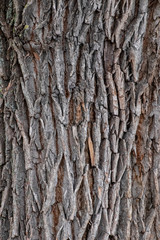 A nice weathered bark of a tree - closeup pattern