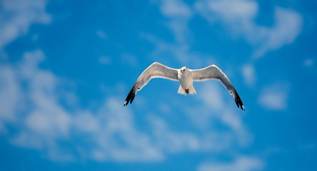 seagull flying in the blue sky over the sea