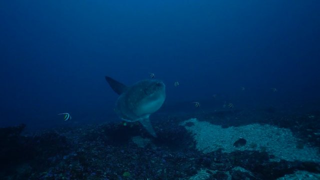 Mola Mola Cleaning