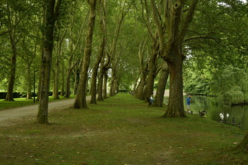 Rangées d'arbres serrés le long de l'étang principal du parc Coloma à St-Pieter-Leeuw 
