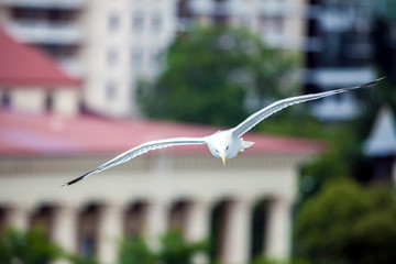 seagull flying in the blue sky over the sea