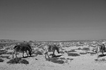 Obraz na płótnie Canvas Zebras at Etosha Salt pans near Halali in Namibia. NAmibia is a wildlife-paradies.