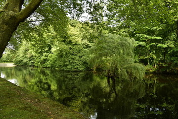 Fototapeta na wymiar La végétation luxuriante le long de l'étang du château Coloma à Sint-Pieter-Leeuw 