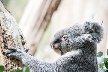 Koala Bear at Tree