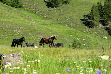 Viehweidr in den Bergen