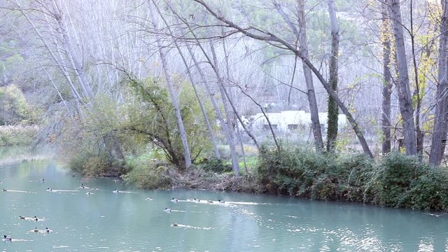 lago azul con patos en invierno