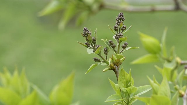 Lilac Buds close-up in Springtime.