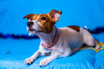 Jack Russell Terrier dog on a sky-blue background