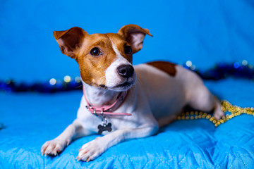 Jack Russell Terrier dog on a sky-blue background