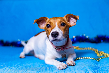 Jack Russell Terrier dog on a sky-blue background