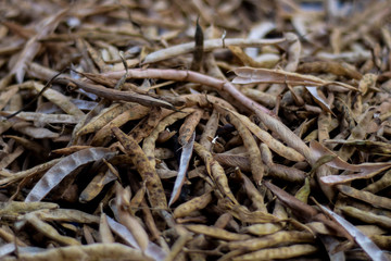 Cascaras de Frijoles después de ser pelados