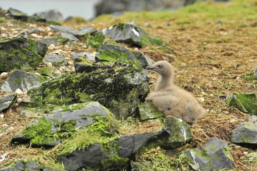 Little fledgling chick among the stones.