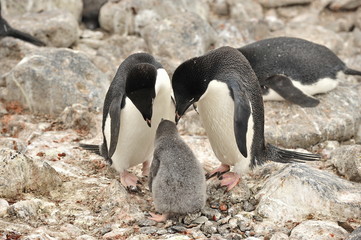 Penguins on the coast of the Antarctic Peninsula. Antarctic wildlife.