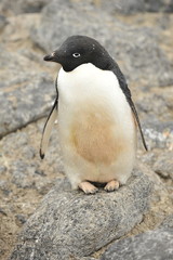 Penguins on the coast of the Antarctic Peninsula. Antarctic wildlife.