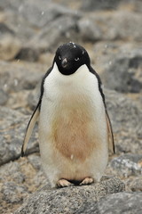 Naklejka premium Penguins on the coast of the Antarctic Peninsula. Antarctic wildlife.