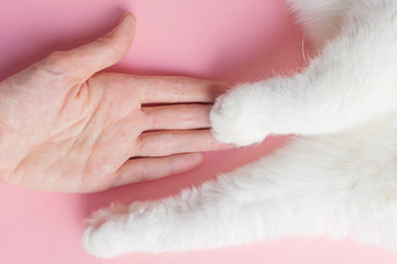 White cat's paw and human hand on a pink background. The concept of friendship of a man with a pet, caring for animals. Minimalism, feed on top, place for text..