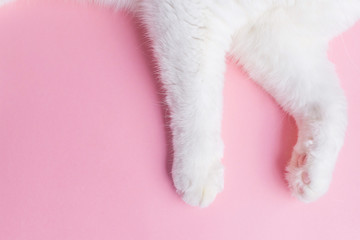 White cat's paws on a pastel pink background. Copyspace, minimalism. The concept of caring for pets, keeping cats.