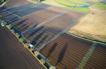 Aerial view of farm crop harvest of strawberry fruit plant in agriculture farmland fields