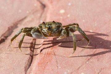 Ghost crabs are semiterrestrial crabs subfamily Ocypodinae.  A male teenager. Arthropods on land.
