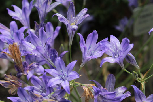 "Ithuriel's Spear" flowers (or Common Triteleia, Grassnut, Triplet Lily) in St. Gallen, Switzerland. Its Latin name is Triteleia Laxa (Syn Brodiaea Laxa), native to California.