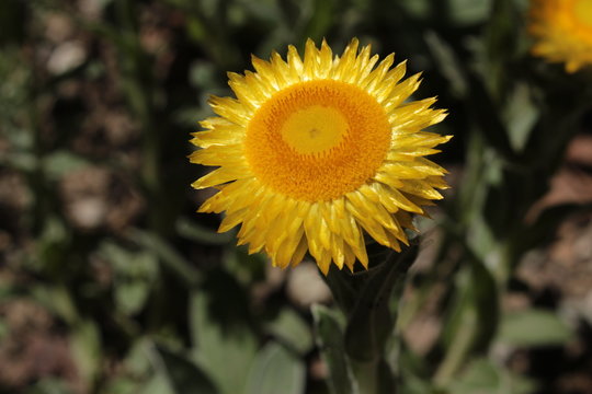 "Yellow Everlasting" flower (or Leabane, Yellow Daisy, Golden Strawflower) in St. Gallen, Switzerland. Its Latin name is Helichrysum Aureum (Syn Gnaphalium Aureum), native to Angola and South Africa.
