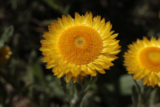 "Yellow Everlasting" flower (or Leabane, Yellow Daisy, Golden Strawflower) in St. Gallen, Switzerland. Its Latin name is Helichrysum Aureum (Syn Gnaphalium Aureum), native to Angola and South Africa.