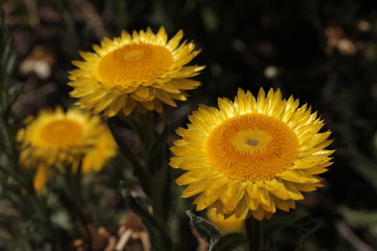 "Yellow Everlasting" flower (or Leabane, Yellow Daisy, Golden Strawflower) in St. Gallen, Switzerland. Its Latin name is Helichrysum Aureum (Syn Gnaphalium Aureum), native to Angola and South Africa.