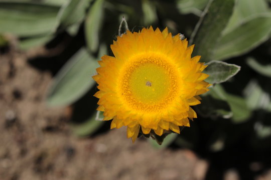"Yellow Everlasting" flower (or Leabane, Yellow Daisy, Golden Strawflower) in St. Gallen, Switzerland. Its Latin name is Helichrysum Aureum (Syn Gnaphalium Aureum), native to Angola and South Africa.