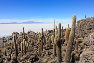  Landscape on Incahuasi Island in the Salar de Uyuni, Bolivia